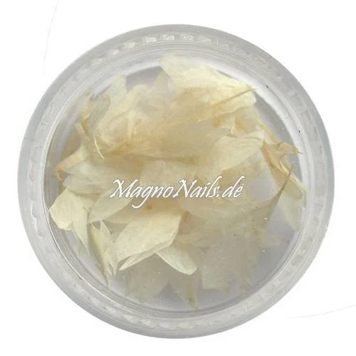 TB1 - Einlegemotive - Echte Trocken Blumen - weiß Nageldesign Nägel Nail