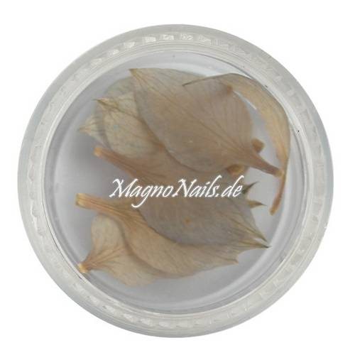 TB2 - Einlegemotive - Echte Trocken Blumen - weiß Nails Nailart Nögel