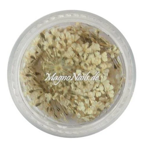 TB4 - Einlegemotive - Echte Trocken Blumen - weiß Nails Nailart Nögel