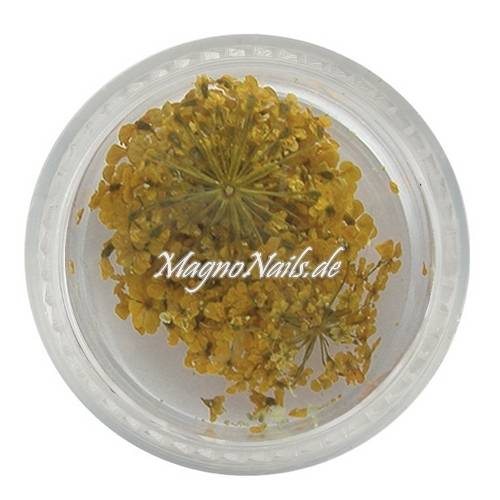 TB4 - Einlegemotive - Echte Trocken Blumen - gelb Nails Nailart Nögel