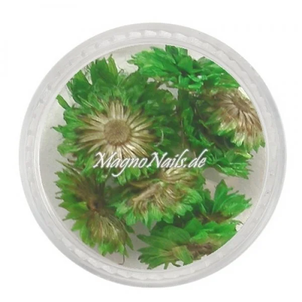 TB5 - Einlegemotive - Echte Trocken Blumen - apfelgrün Nails Nailart Nögel