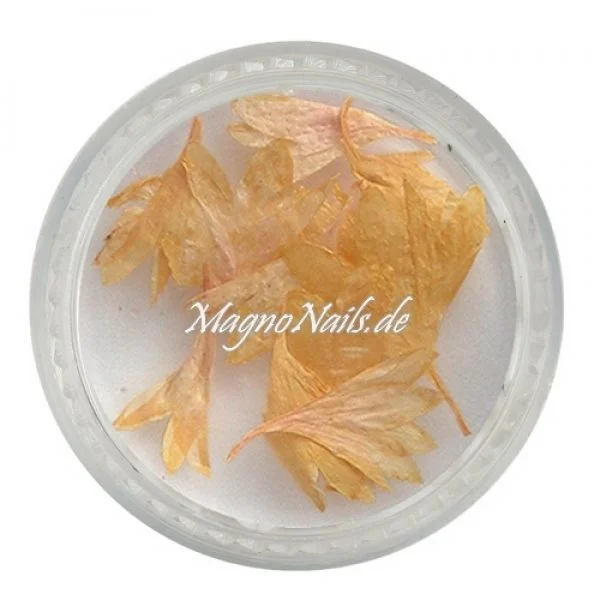 TB1 - Einlegemotive - Echte Trocken Blumen - gelb Nails Nailart Nögel