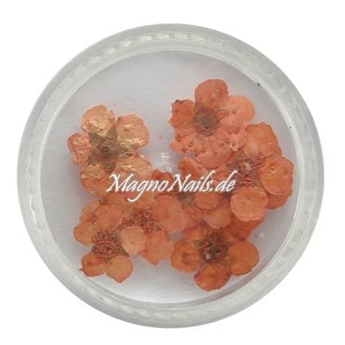 TB3 - Einlegemotive - Echte Trocken Blumen - pfirsich Nails Nailart Nögel