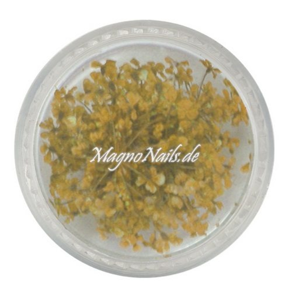 TB4 - Einlegemotive - Echte Trocken Blumen - sonnengelb Nageldesign Nägel Nails Nagelstudio Einleger Nailart getrocknet