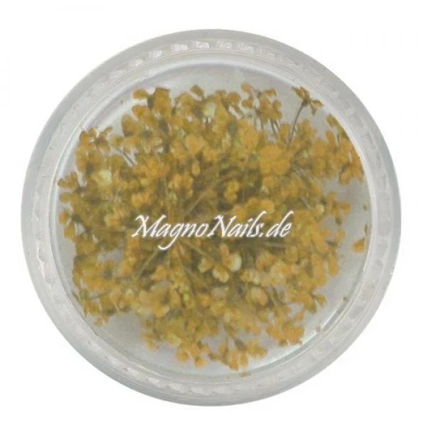 TB4 - Einlegemotive - Echte Trocken Blumen - sonnengelb Nageldesign Nägel Nails Nagelstudio Einleger Nailart getrocknet