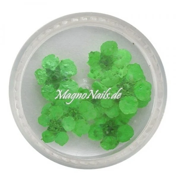 TB3 - Einlegemotive - Echte Trocken Blumen - grün Nails Nailart Nögel