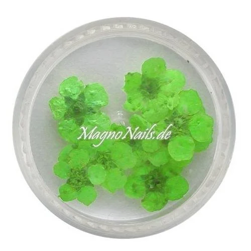 TB3 - Einlegemotive - Echte Trocken Blumen - apfelgrün Nails Nailart Nögel