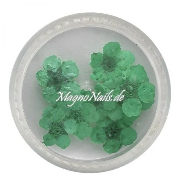 TB3 - Einlegemotive - Echte Trocken Blumen - mint Nails Nailart Nögel