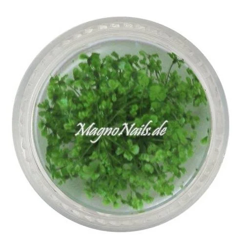TB4 - Einlegemotive - Echte Trocken Blumen - apfelgrün Nails Nailart Nögel