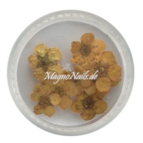 TB3 - Einlegemotive - Echte Trocken Blumen - sonnengelb Nails Nailart Nögel